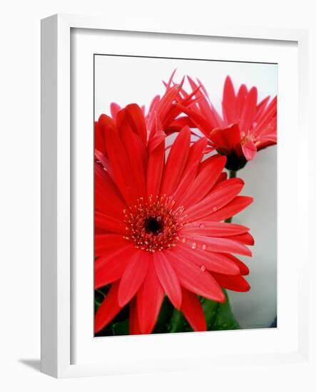 Red Gerber I-Herb Dickinson-Framed Photographic Print