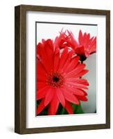 Red Gerber I-Herb Dickinson-Framed Photographic Print