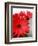 Red Gerber I-Herb Dickinson-Framed Photographic Print