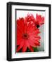 Red Gerber I-Herb Dickinson-Framed Photographic Print