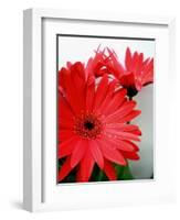 Red Gerber I-Herb Dickinson-Framed Photographic Print