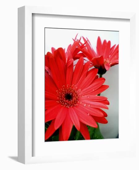 Red Gerber I-Herb Dickinson-Framed Photographic Print