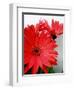 Red Gerber I-Herb Dickinson-Framed Photographic Print