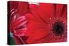 Red Gerbera Close-Up-Erin Berzel-Stretched Canvas