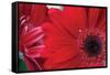 Red Gerbera Close-Up-Erin Berzel-Framed Stretched Canvas