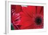 Red Gerbera Close-Up-Erin Berzel-Framed Photographic Print