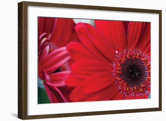 Red Gerbera Close-Up-Erin Berzel-Framed Photographic Print