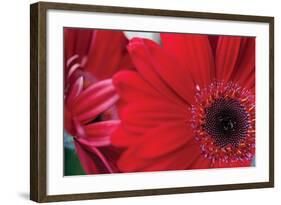 Red Gerbera Close-Up-Erin Berzel-Framed Photographic Print