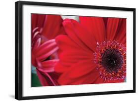 Red Gerbera Close-Up-Erin Berzel-Framed Photographic Print