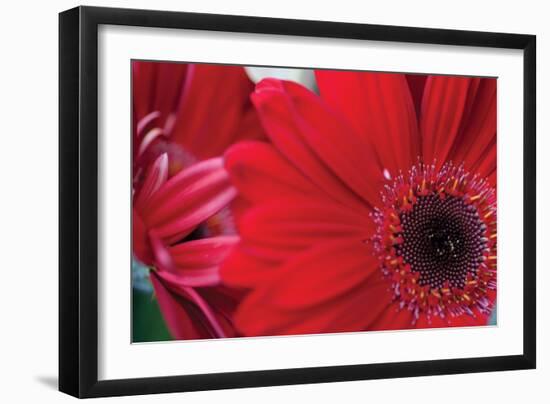 Red Gerbera Close-Up-Erin Berzel-Framed Photographic Print