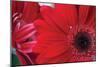 Red Gerbera Close-Up-Erin Berzel-Mounted Photographic Print