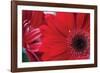 Red Gerbera Close-Up-Erin Berzel-Framed Photographic Print