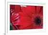 Red Gerbera Close-Up-Erin Berzel-Framed Photographic Print