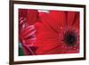 Red Gerbera Close-Up-Erin Berzel-Framed Photographic Print