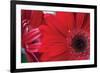 Red Gerbera Close-Up-Erin Berzel-Framed Photographic Print