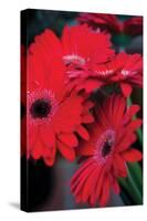 Red Gerbera Daisies 1-Erin Berzel-Stretched Canvas