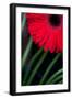 Red Gerbera Daisy-Erin Berzel-Framed Art Print