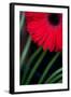 Red Gerbera Daisy-Erin Berzel-Framed Art Print