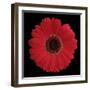 Red Gerbera Daisy-Jim Christensen-Framed Photographic Print