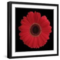 Red Gerbera Daisy-Jim Christensen-Framed Photographic Print