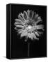 Red Gerbera in Black and White-George Oze-Framed Stretched Canvas