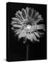 Red Gerbera in Black and White-George Oze-Stretched Canvas