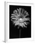 Red Gerbera in Black and White-George Oze-Framed Photographic Print