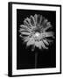 Red Gerbera in Black and White-George Oze-Framed Photographic Print