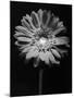 Red Gerbera in Black and White-George Oze-Mounted Photographic Print