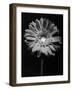 Red Gerbera in Black and White-George Oze-Framed Photographic Print