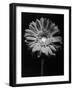 Red Gerbera in Black and White-George Oze-Framed Photographic Print