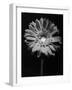 Red Gerbera in Black and White-George Oze-Framed Photographic Print