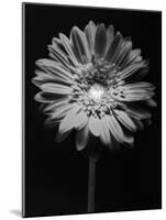 Red Gerbera in Black and White-George Oze-Mounted Photographic Print