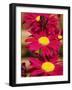 Red Gerbera in the Open Air-null-Framed Photographic Print