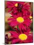 Red Gerbera in the Open Air-null-Mounted Photographic Print