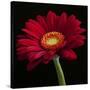 Red Gerbera on Black 01-Tom Quartermaine-Stretched Canvas