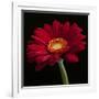 Red Gerbera on Black 01-Tom Quartermaine-Framed Giclee Print