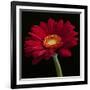 Red Gerbera on Black 01-Tom Quartermaine-Framed Giclee Print