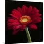 Red Gerbera on Black 01-Tom Quartermaine-Mounted Giclee Print