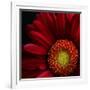 Red Gerbera on Black 02-Tom Quartermaine-Framed Giclee Print