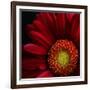 Red Gerbera on Black 02-Tom Quartermaine-Framed Giclee Print