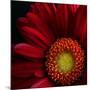 Red Gerbera on Black 02-Tom Quartermaine-Mounted Giclee Print