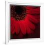 Red Gerbera on Red 01-Tom Quartermaine-Framed Giclee Print