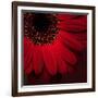 Red Gerbera on Red 01-Tom Quartermaine-Framed Giclee Print