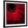 Red Gerbera on Red 01-Tom Quartermaine-Framed Giclee Print