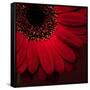 Red Gerbera on Red 01-Tom Quartermaine-Framed Stretched Canvas