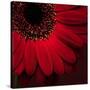 Red Gerbera on Red 01-Tom Quartermaine-Stretched Canvas