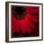 Red Gerbera on Red 01-Tom Quartermaine-Framed Giclee Print