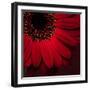 Red Gerbera on Red 01-Tom Quartermaine-Framed Giclee Print