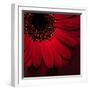 Red Gerbera on Red 01-Tom Quartermaine-Framed Giclee Print